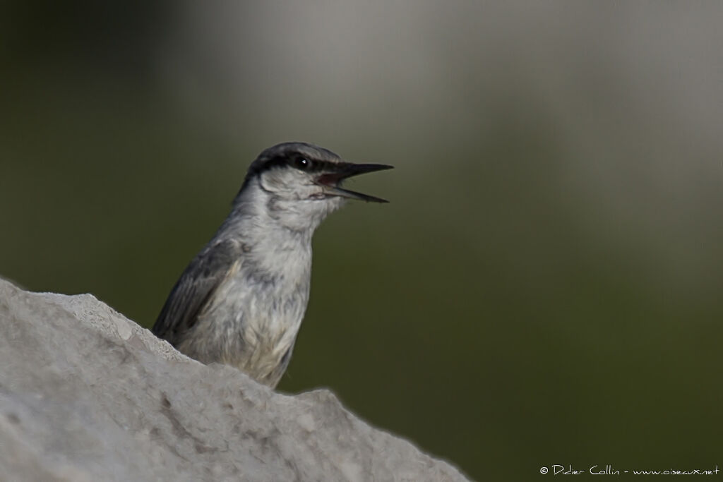 Western Rock Nuthatchadult, identification, song