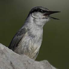 Western Rock Nuthatch