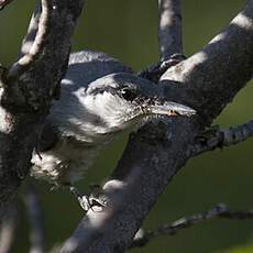 Western Rock Nuthatch