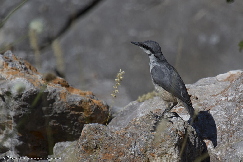 Western Rock Nuthatchadult, identification