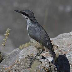 Western Rock Nuthatch