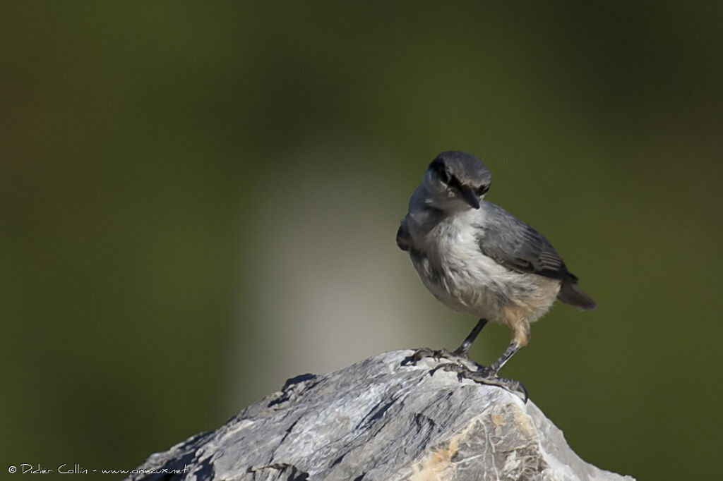 Western Rock Nuthatchadult