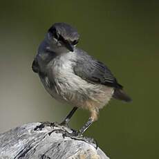 Western Rock Nuthatch