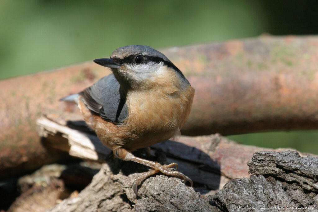 Eurasian Nuthatch