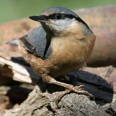 Eurasian Nuthatch