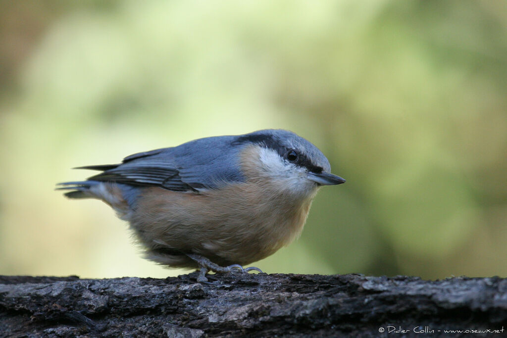 Eurasian Nuthatch, identification