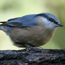 Eurasian Nuthatch