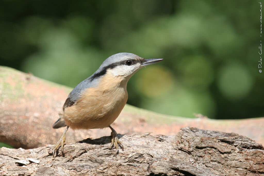 Eurasian Nuthatch, identification