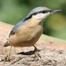 Eurasian Nuthatch