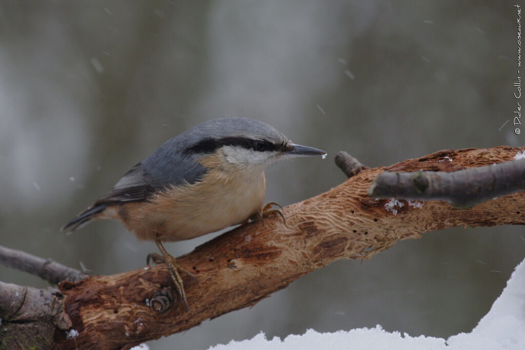 Eurasian Nuthatch, identification