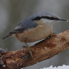 Eurasian Nuthatch