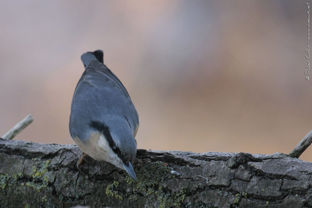 Eurasian Nuthatch, identification