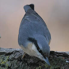 Eurasian Nuthatch