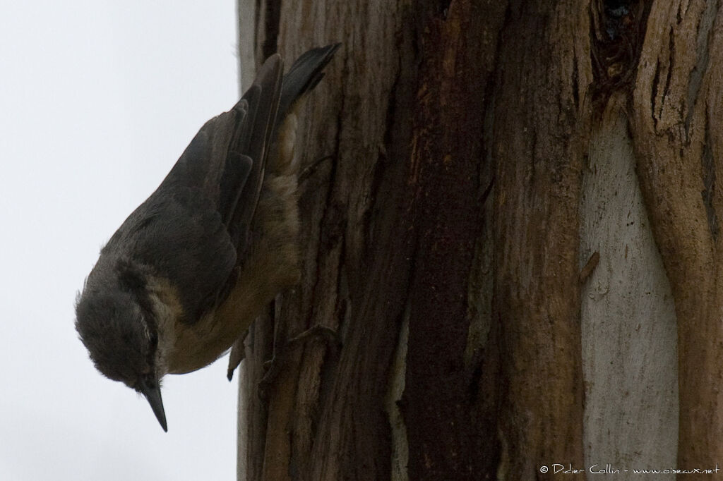 Eurasian Nuthatch