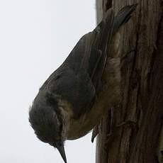 Eurasian Nuthatch