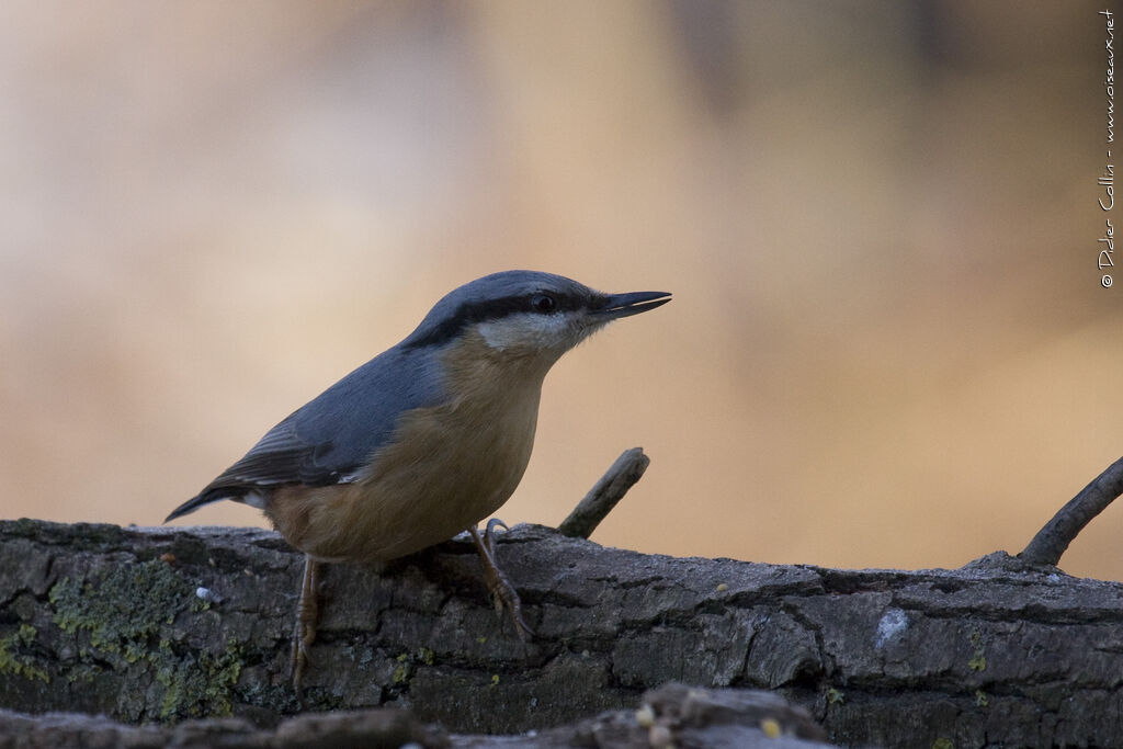 Eurasian Nuthatch, identification