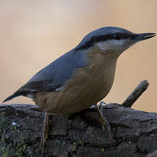 Eurasian Nuthatch