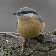 Eurasian Nuthatch