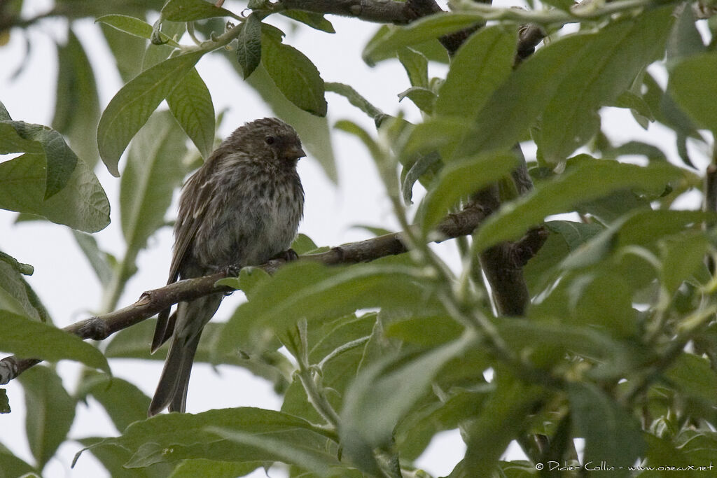 Common Redpoll