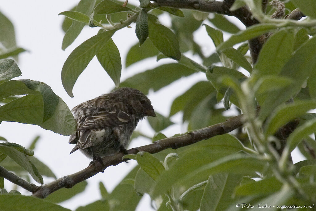 Common Redpoll