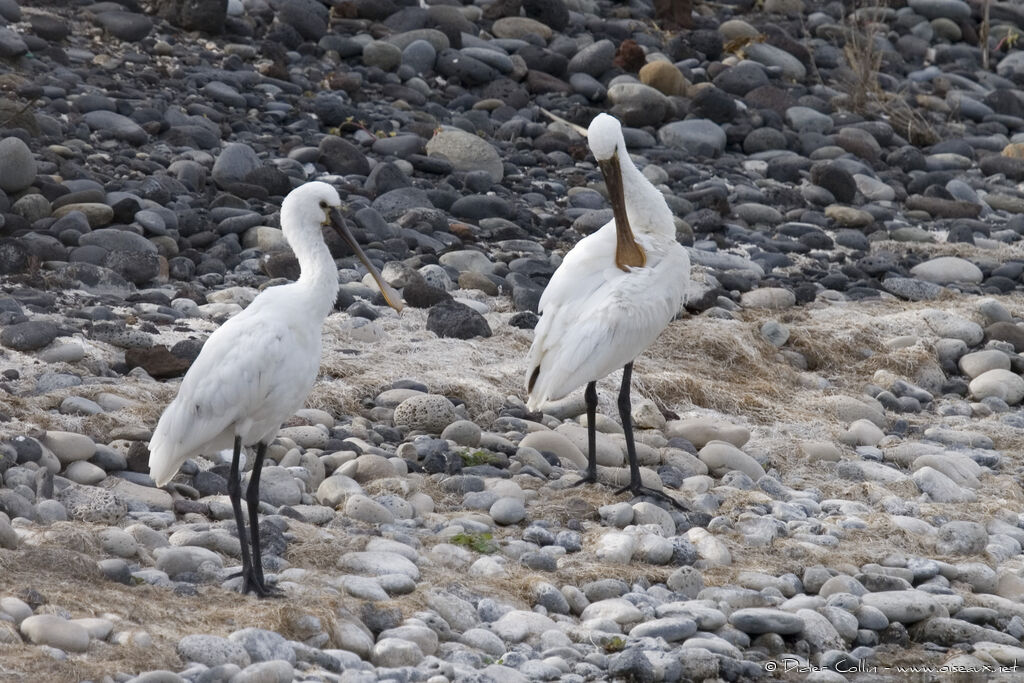 Eurasian Spoonbill