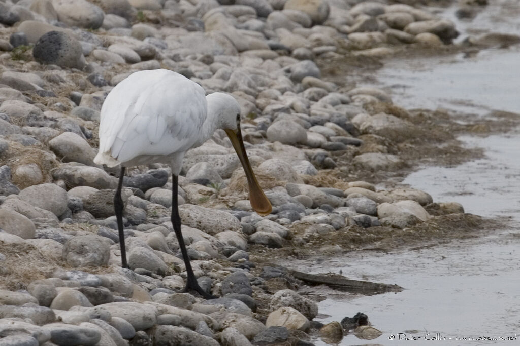 Eurasian Spoonbill