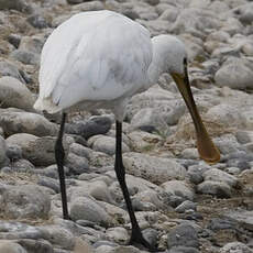 Spatule blanche