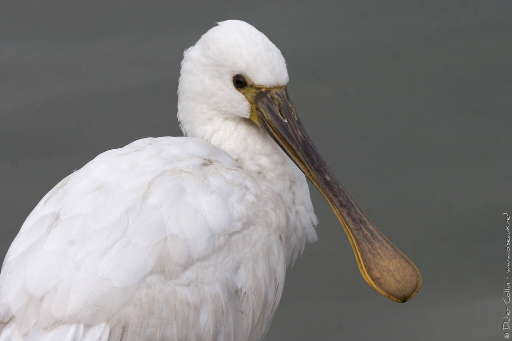 Eurasian Spoonbill