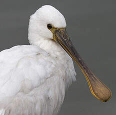 Eurasian Spoonbill