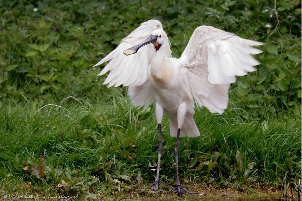 Eurasian Spoonbill