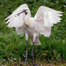 Eurasian Spoonbill