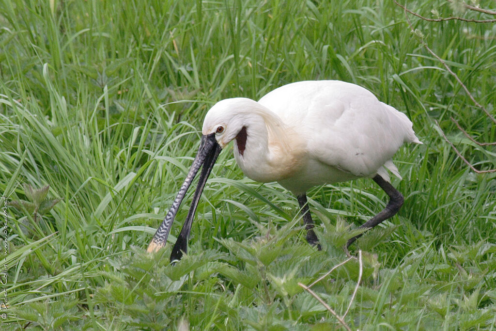 Eurasian Spoonbill