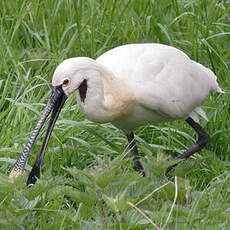 Eurasian Spoonbill