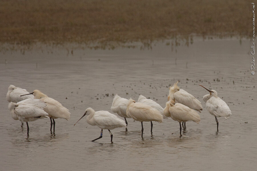 Eurasian Spoonbill