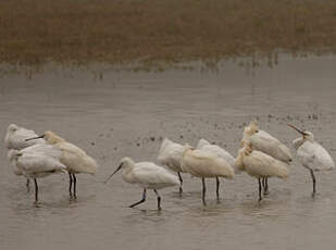 Eurasian Spoonbill