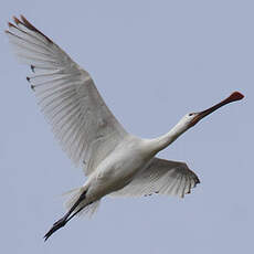 Eurasian Spoonbill