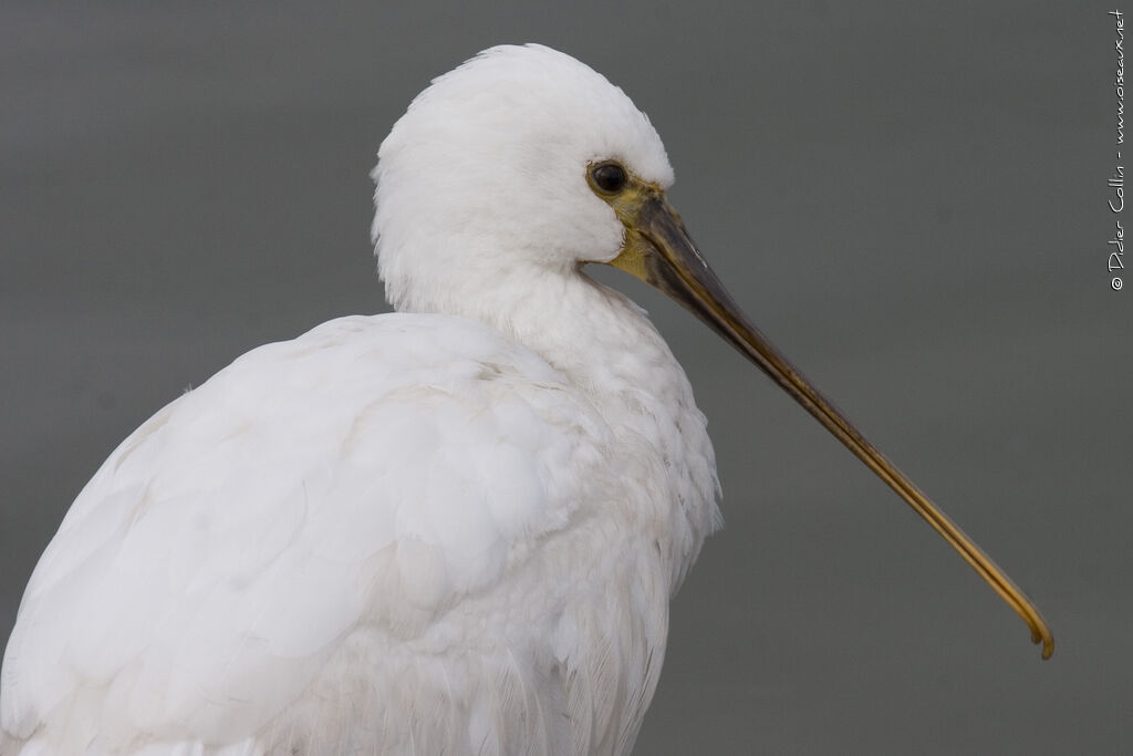 Eurasian Spoonbill