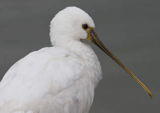 Eurasian Spoonbill