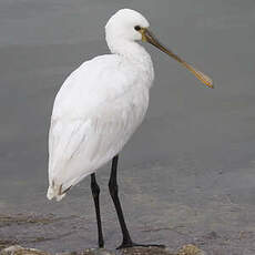 Eurasian Spoonbill