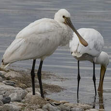 Eurasian Spoonbill