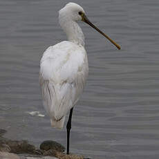 Eurasian Spoonbill