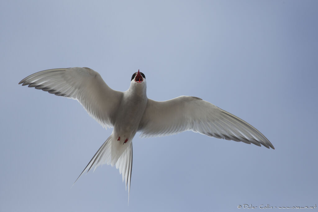 Arctic Ternadult, Behaviour