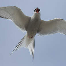 Arctic Tern