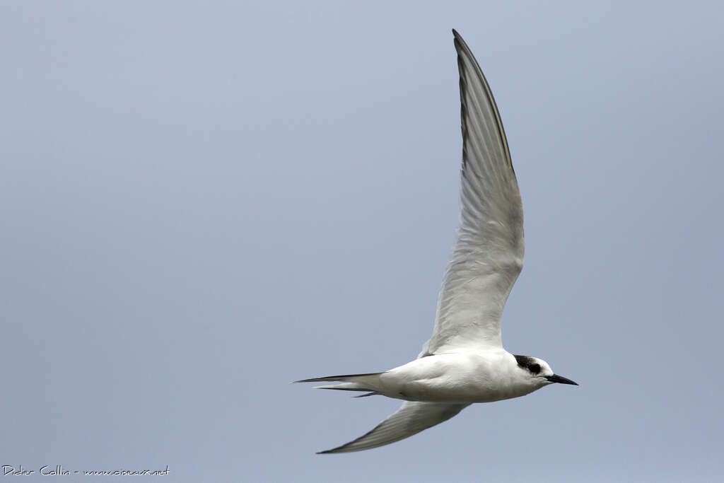 Sterne arctique2ème année, identification, Vol