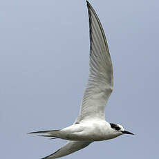 Arctic Tern