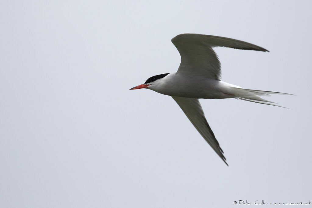 Arctic Ternadult, Flight