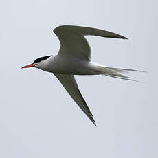 Arctic Tern