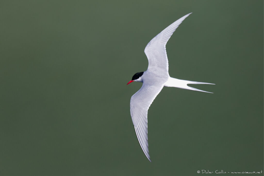 Arctic Ternadult, Flight