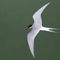 Arctic Tern