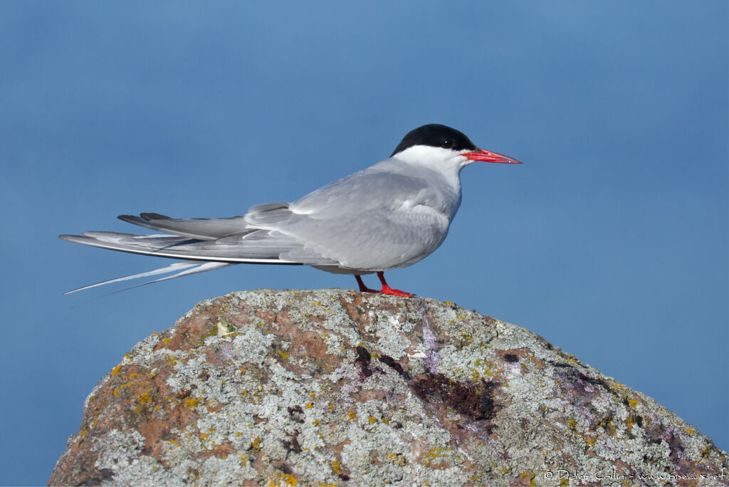 Arctic Ternadult breeding, identification